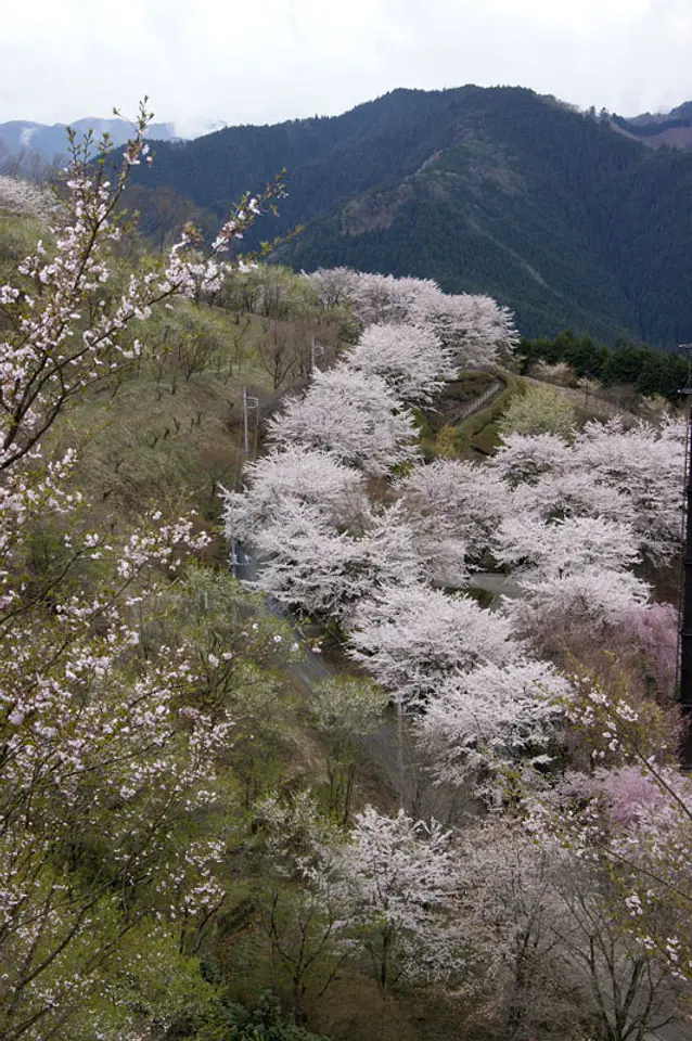 桜山公園　春（藤岡市）