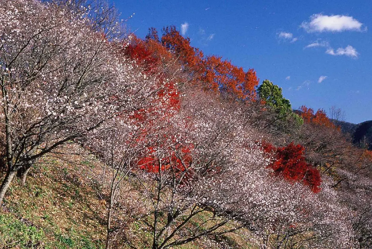 桜山公園　晩秋の彩り（藤岡市）