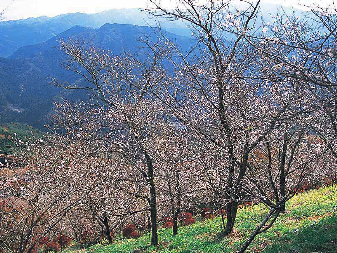 桜山公園の冬桜（藤岡市）