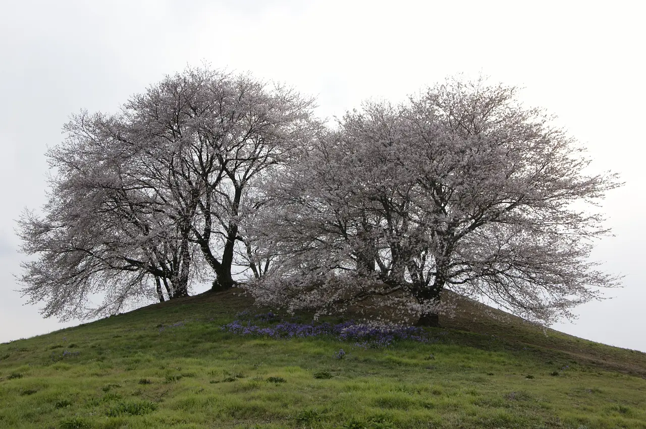 白石稲荷山古墳　桜（藤岡市）