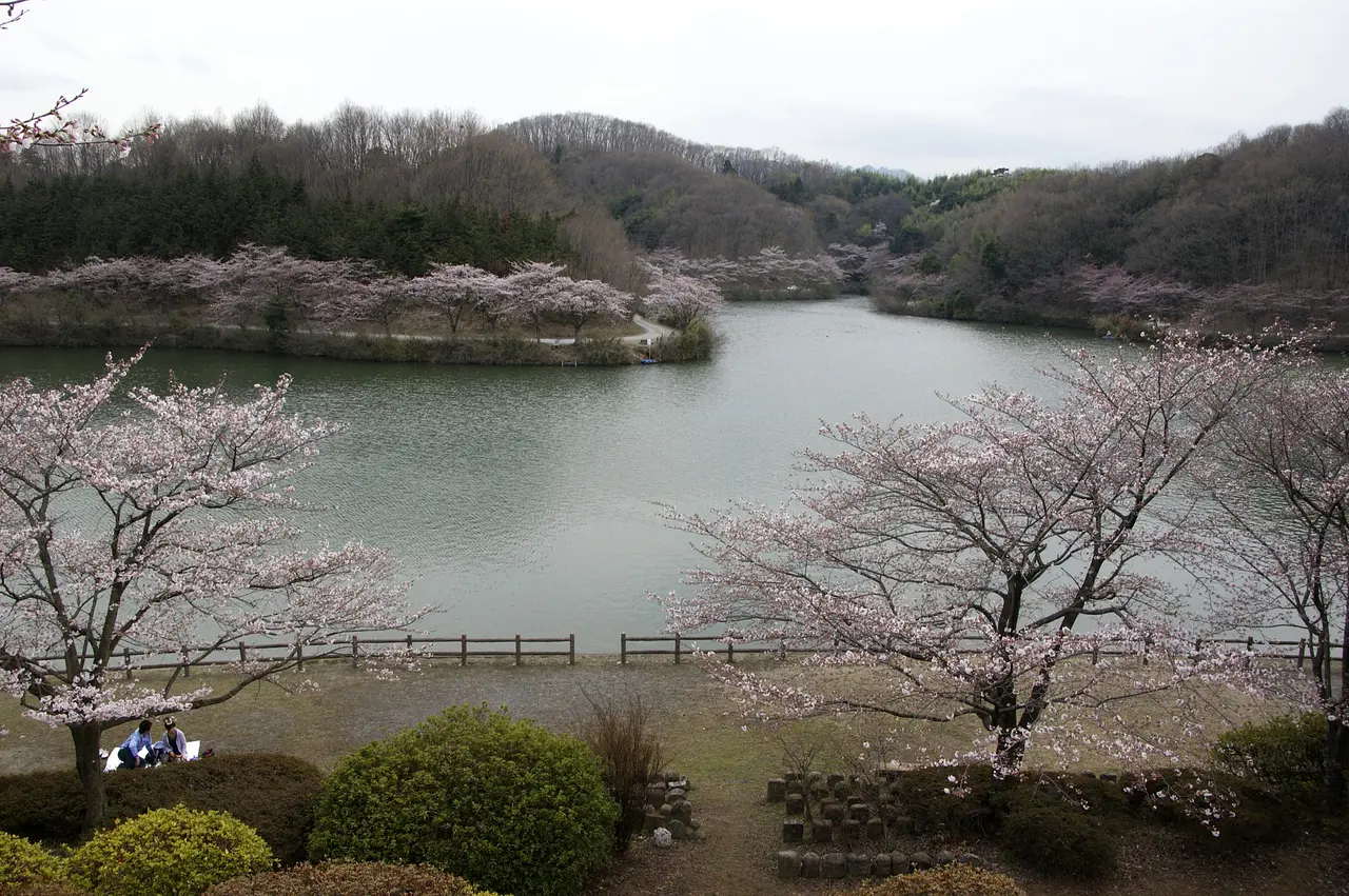 竹沼　桜（藤岡市）