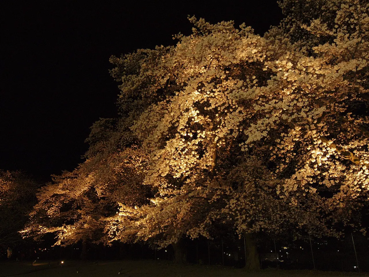 富岡製糸場　夜桜ライトアップ（富岡市）