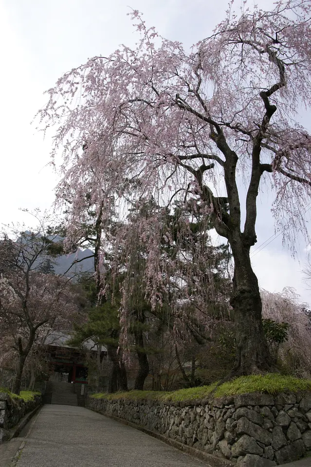 妙義神社のしだれ桜（富岡市）