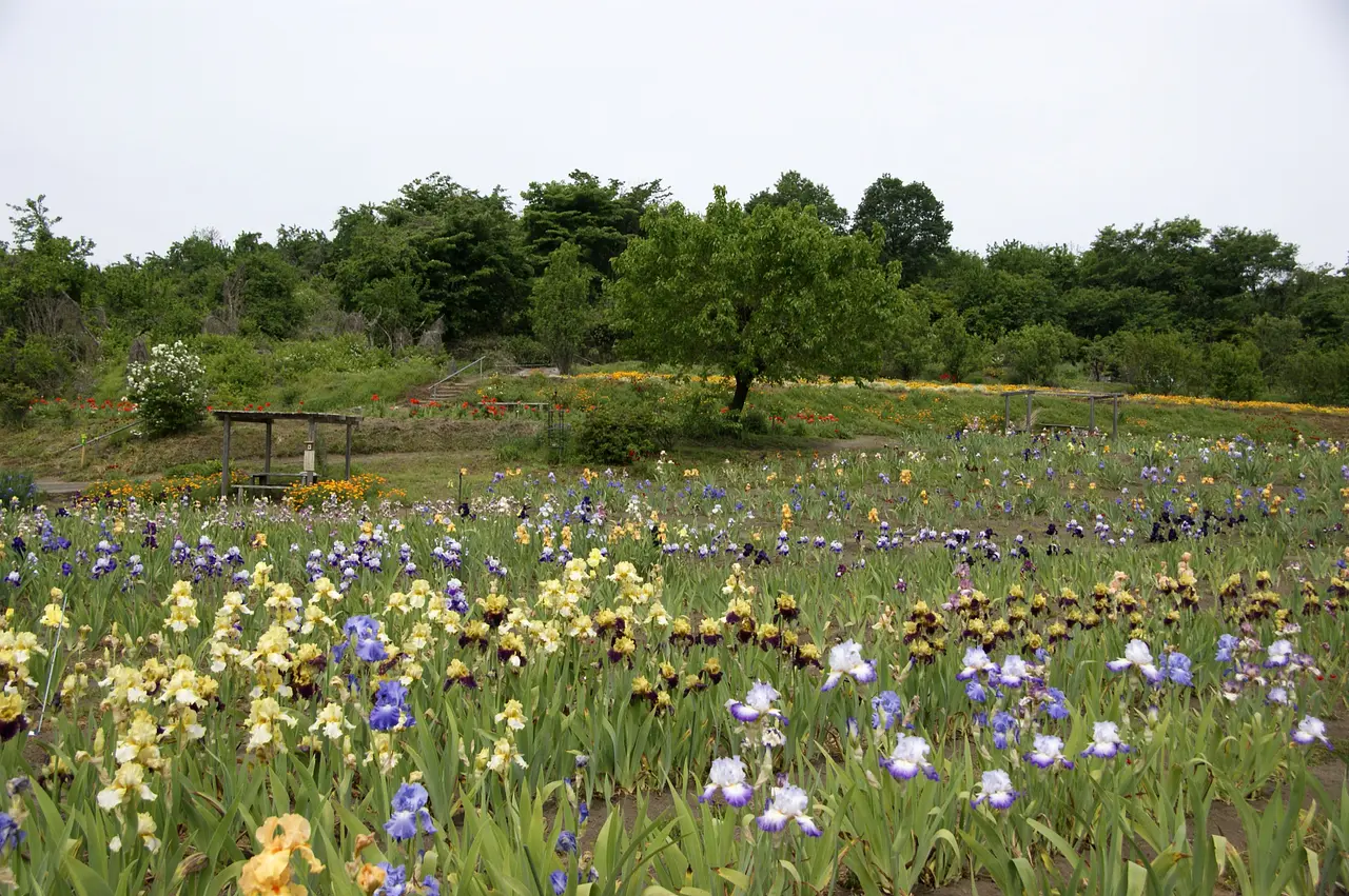 花々の楽園アイリスの丘　ジャーマン（安中市）