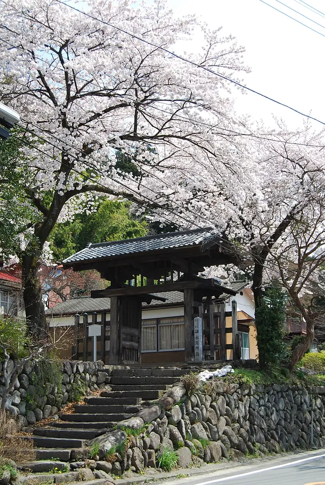 碓氷関所跡　桜（安中市）