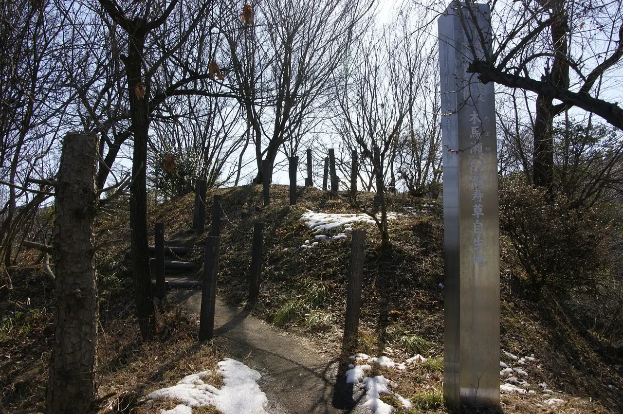 木馬瀬の福寿草自生地（安中市）