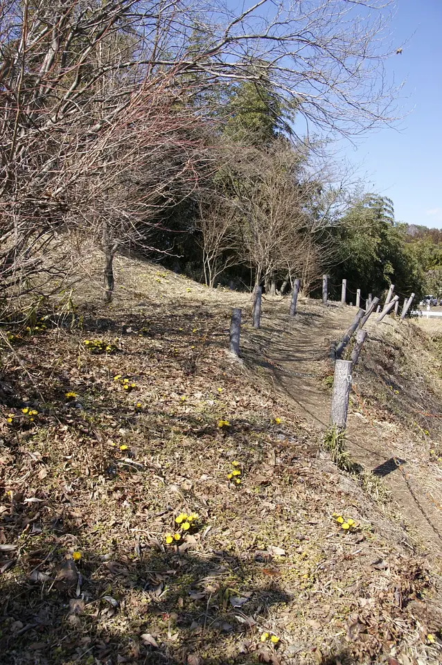 木馬瀬の福寿草（2）（安中市）