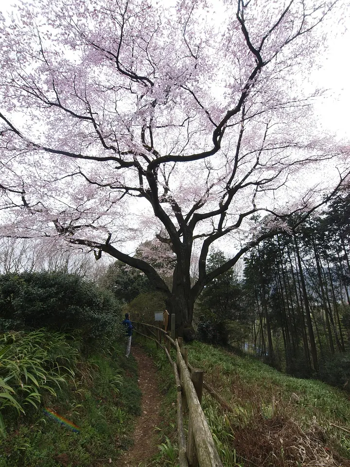 細野の彼岸桜（安中市）