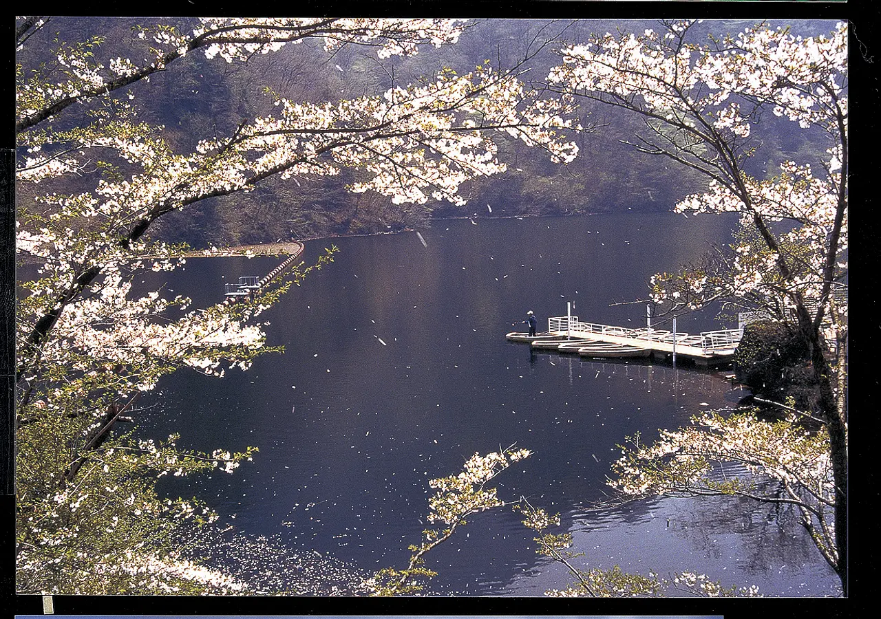 妙義湖　桜（安中市）