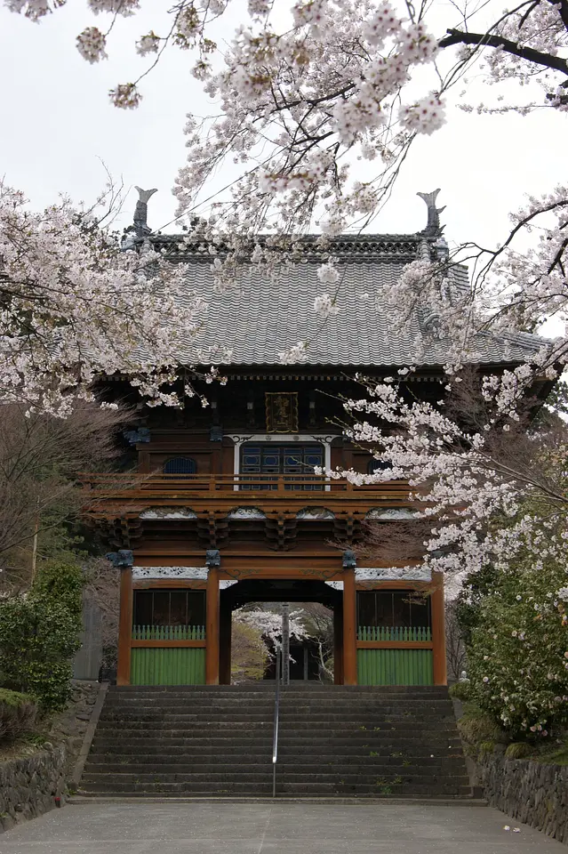 柳澤寺　桜（1）（榛東村）