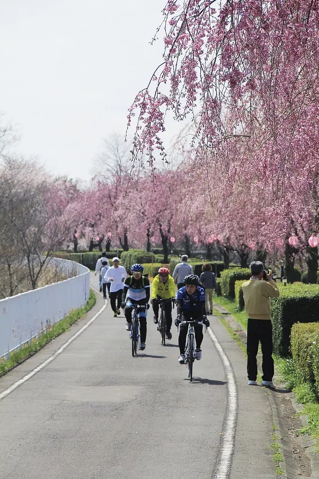 利根川自転車道線　しだれ桜並木（吉岡町）