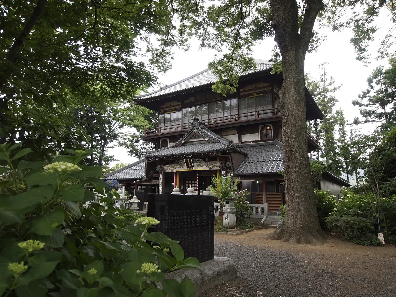 曹源寺栄螺堂（さざえどう）あじさい（1）（太田市）