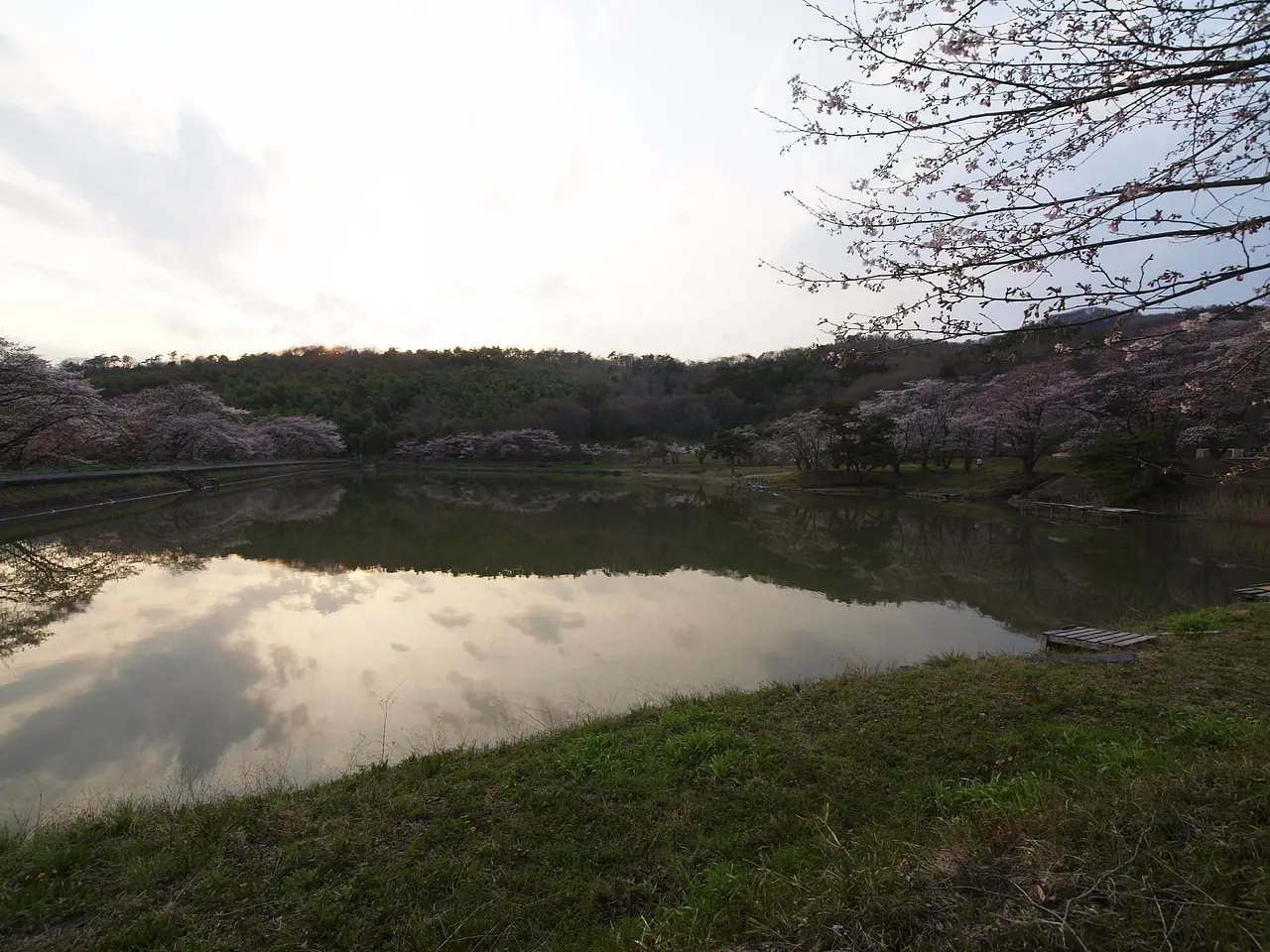 菅塩沼　桜（1）（太田市）