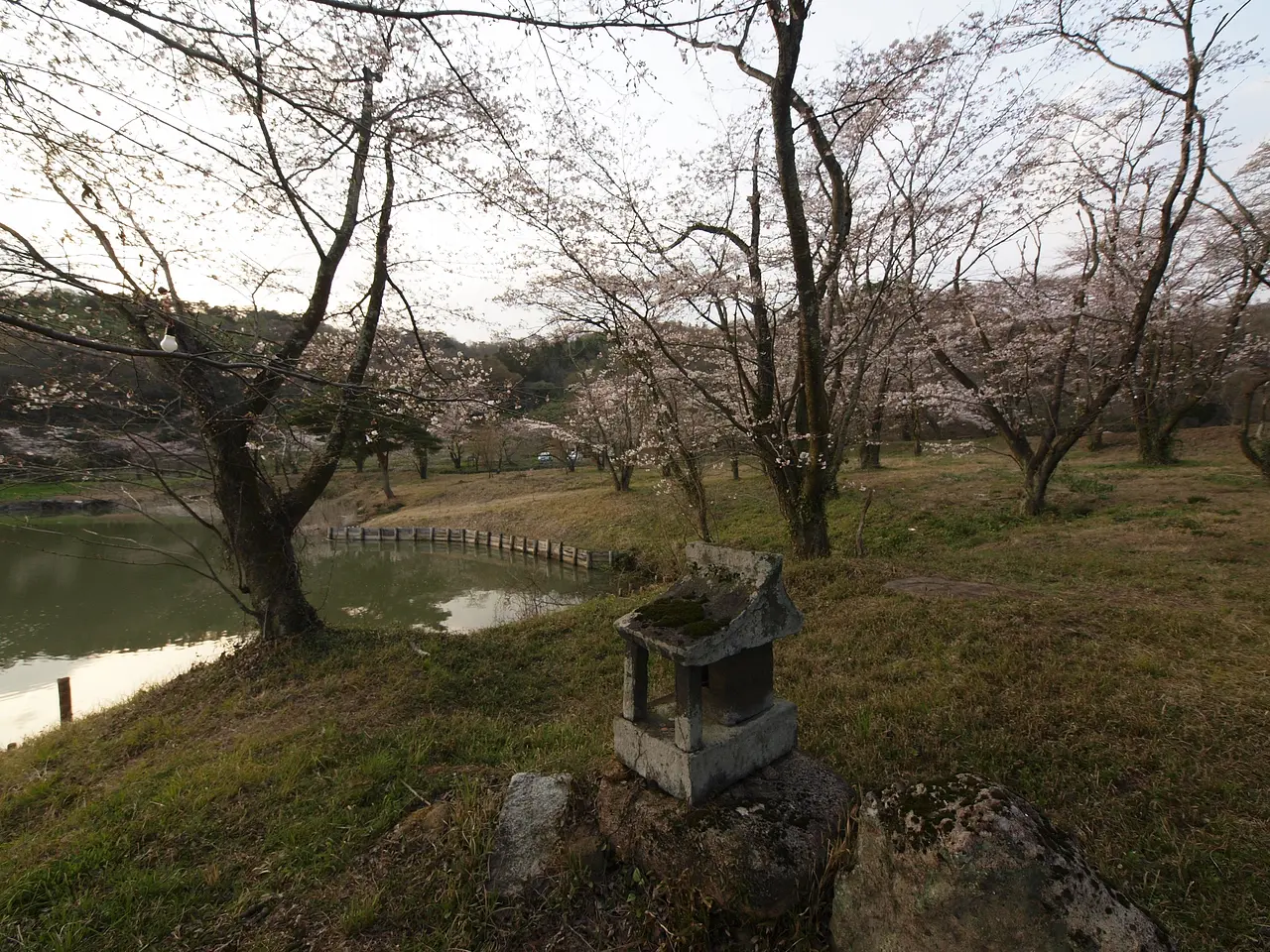 菅塩沼　桜（2）（太田市）