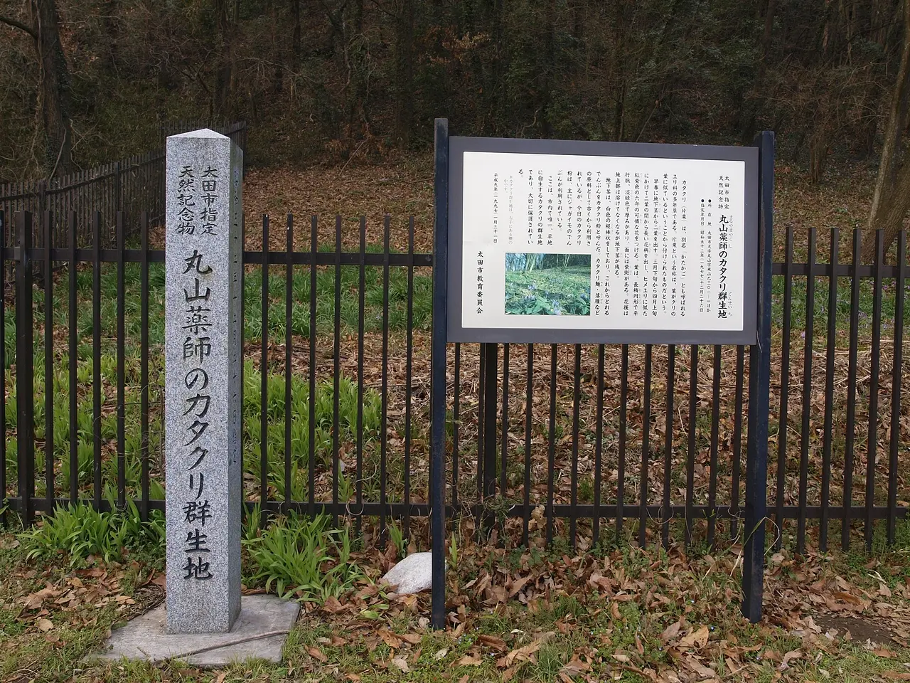 丸山薬師のカタクリ群生地（1）（太田市）