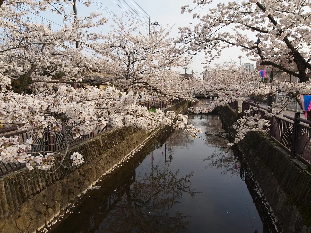 八瀬川　桜（太田市）
