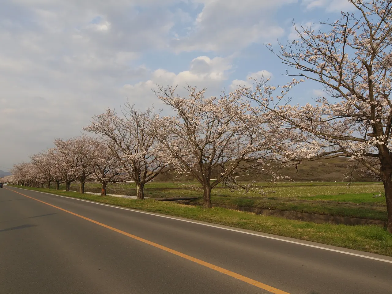 ライオンズ通り桜並木（1）（太田市）