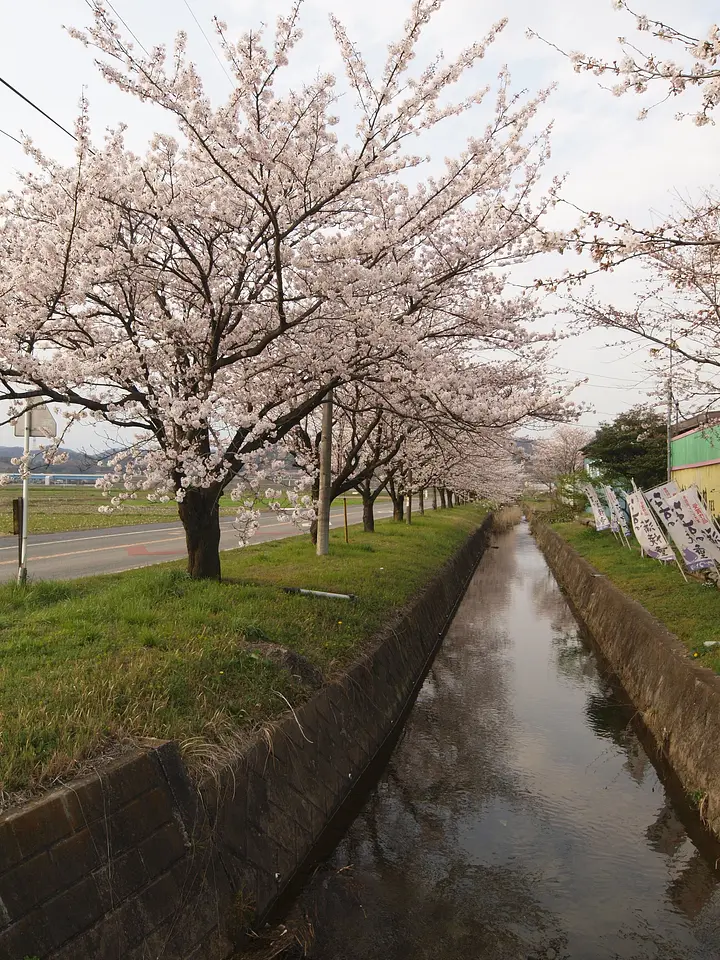 ライオンズ通り桜並木（2）（太田市）