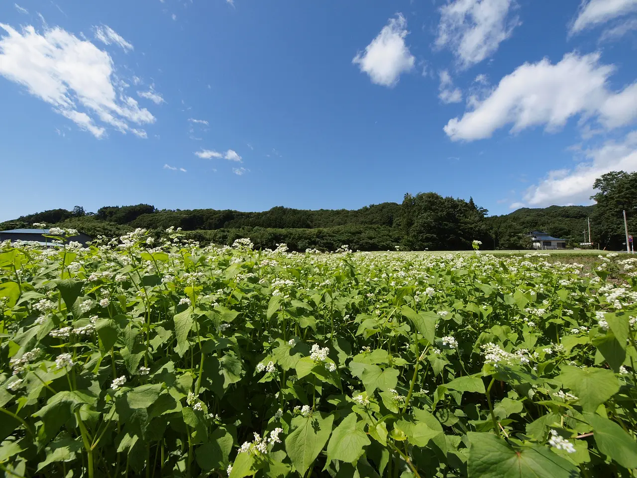 老神温泉　そば畑（沼田市）