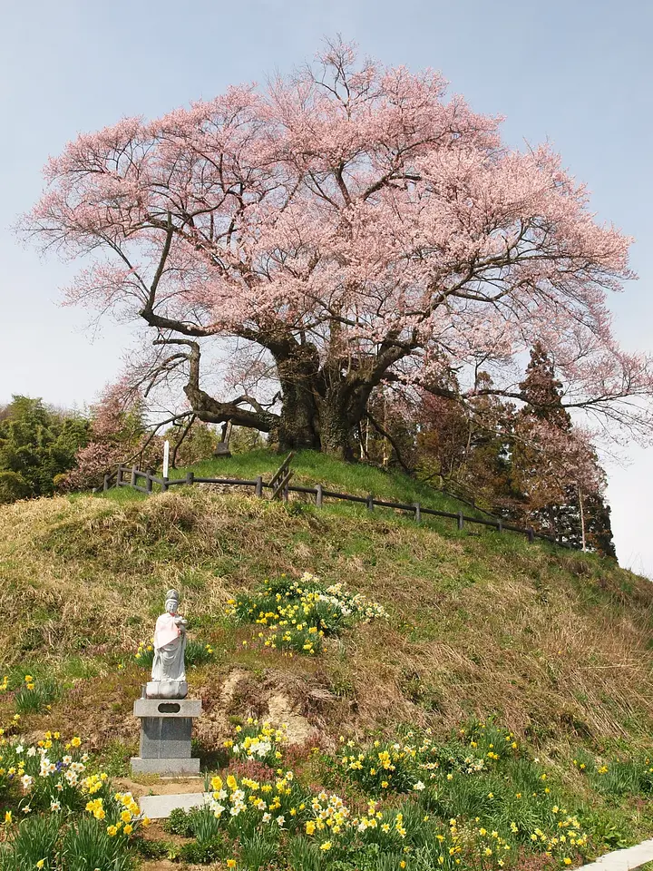 上発知の彼岸桜（沼田市）