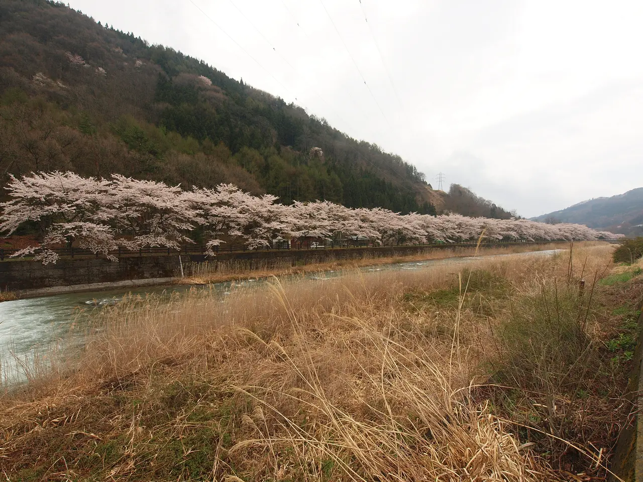 栗原川河畔の桜（沼田市）