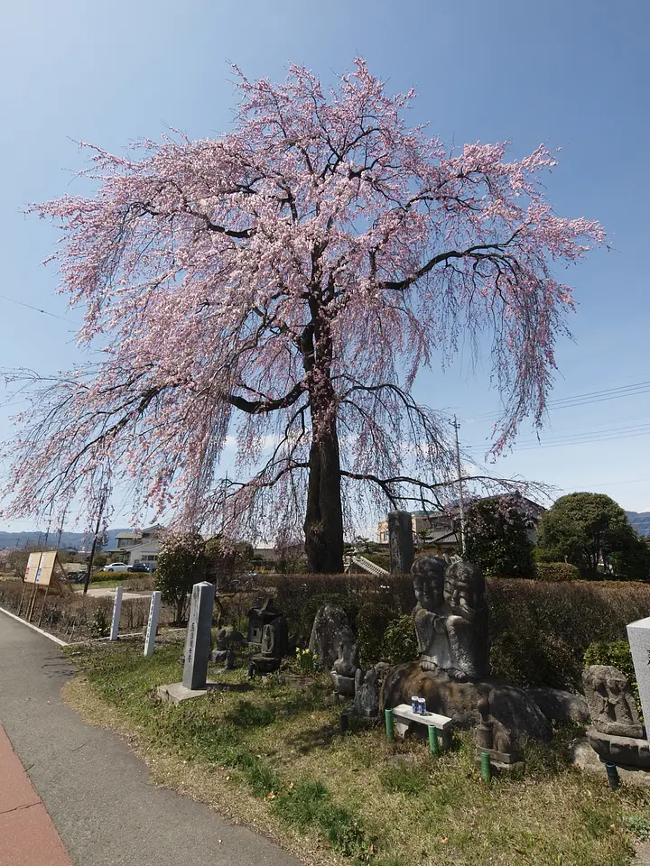 沼田城堀川のしだれ桜（沼田市）