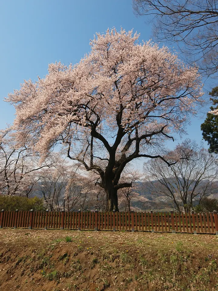 沼田公園 （2）（沼田市）