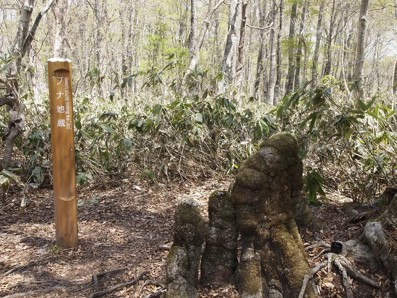 ブナ平　ブナ地蔵（沼田市）