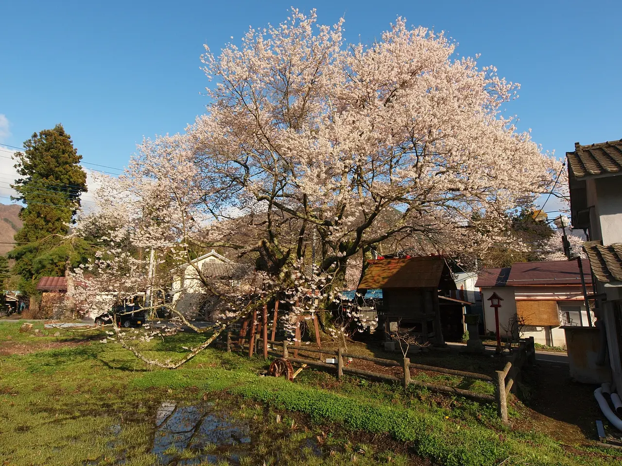 山妻有の桜（沼田市）