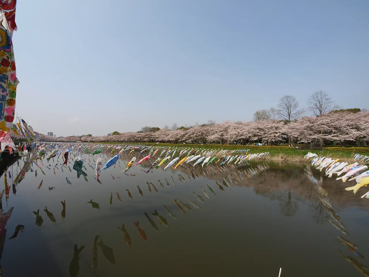 鶴生田川　桜と鯉のぼり（館林市）