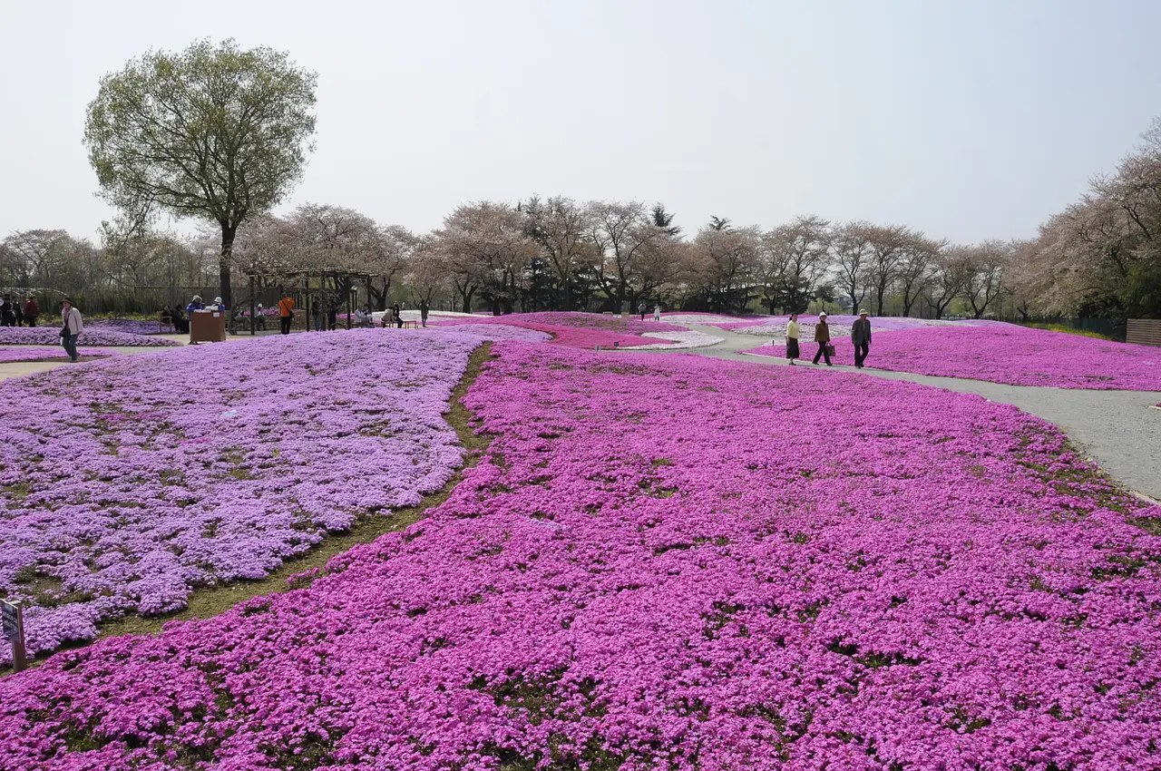 野鳥の森自然公園　芝桜（館林市）