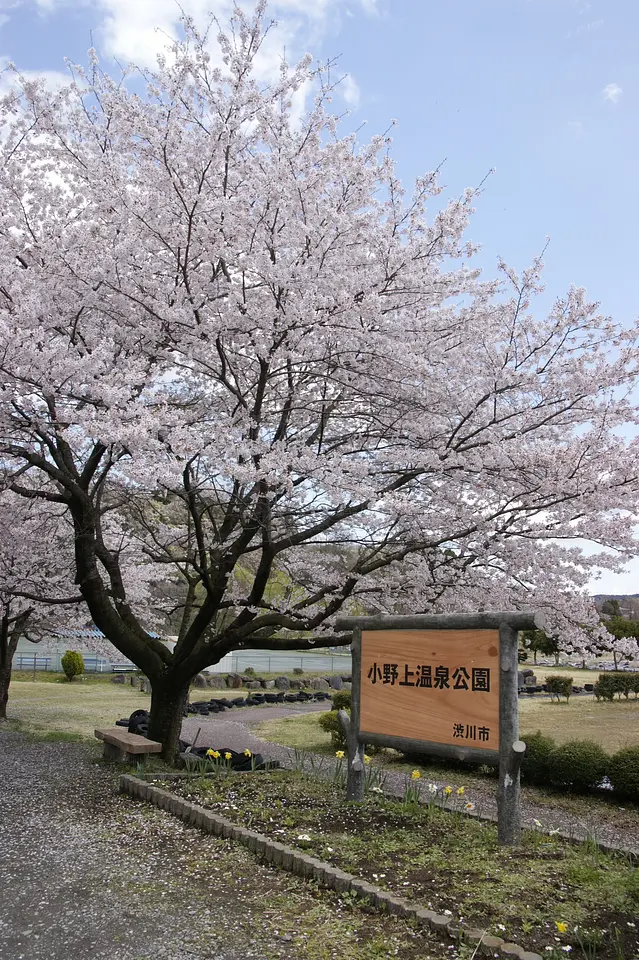 小野上温泉公園　桜（渋川市）