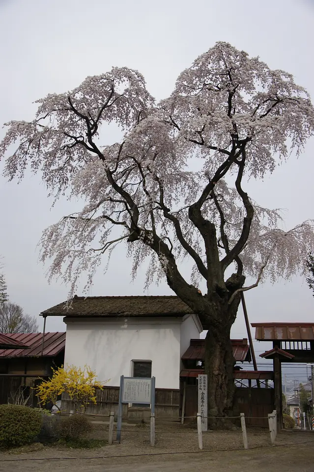 金蔵寺のしだれ桜（渋川市）