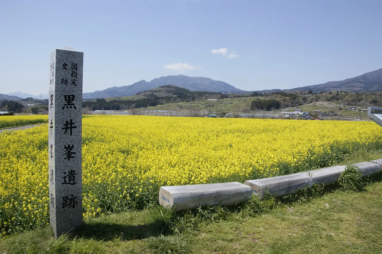 黒井峯遺跡　菜の花（渋川市）