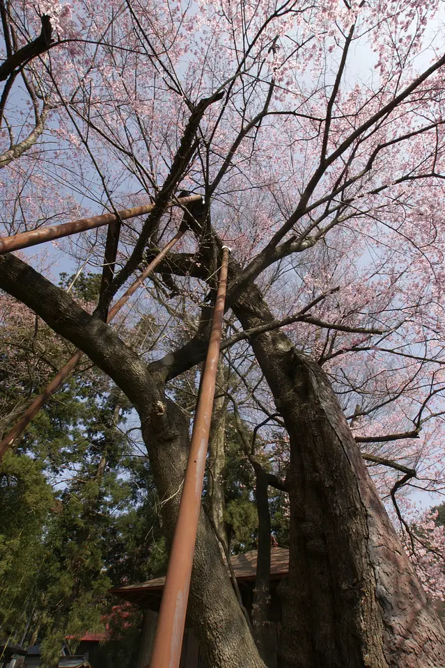 桜森のヒガン桜（渋川市）