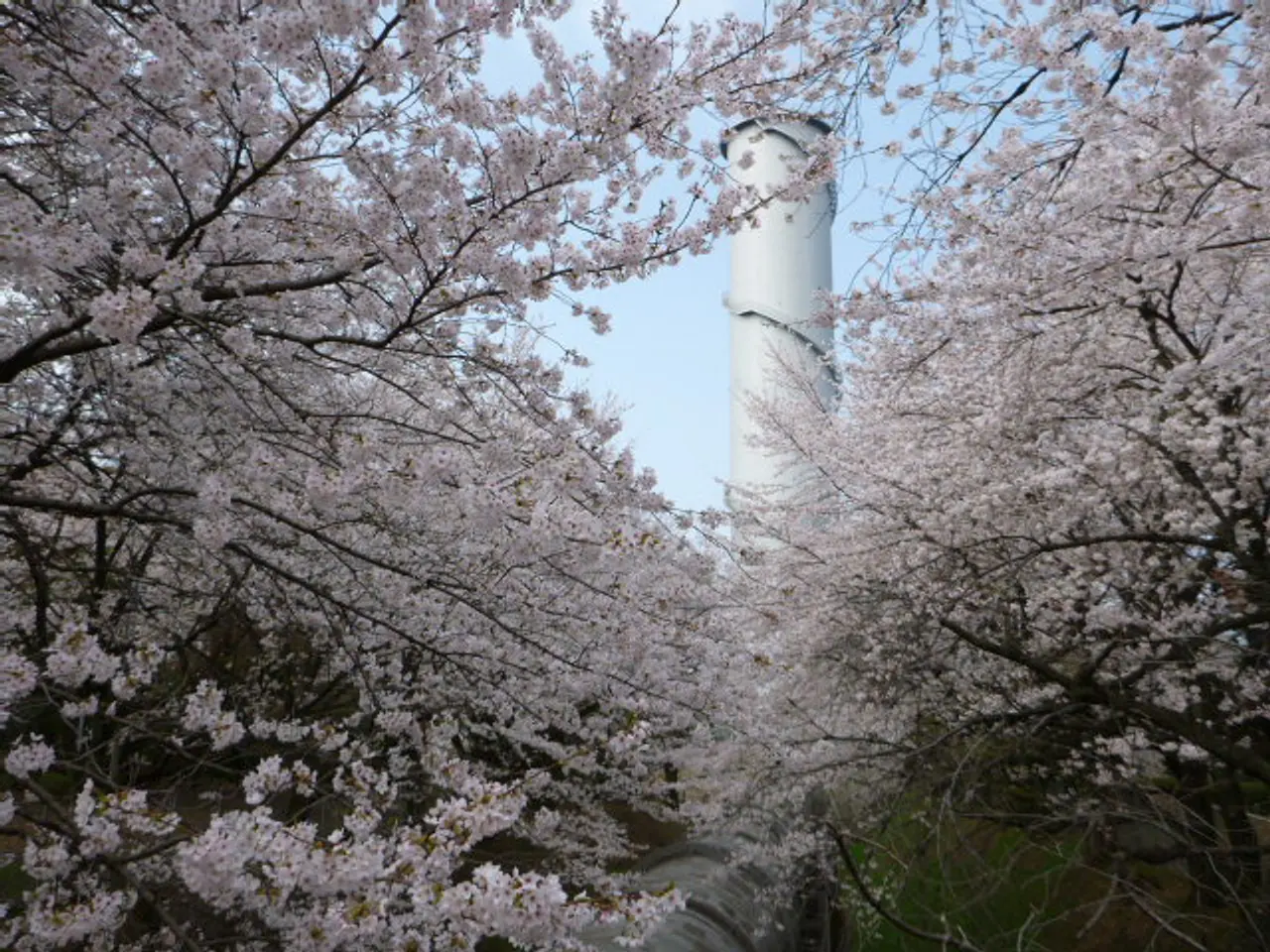 佐久発電所の桜（1）（渋川市）