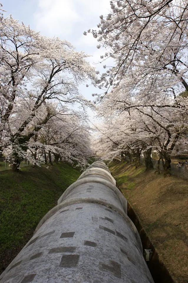 佐久発電所の桜（2）（渋川市）