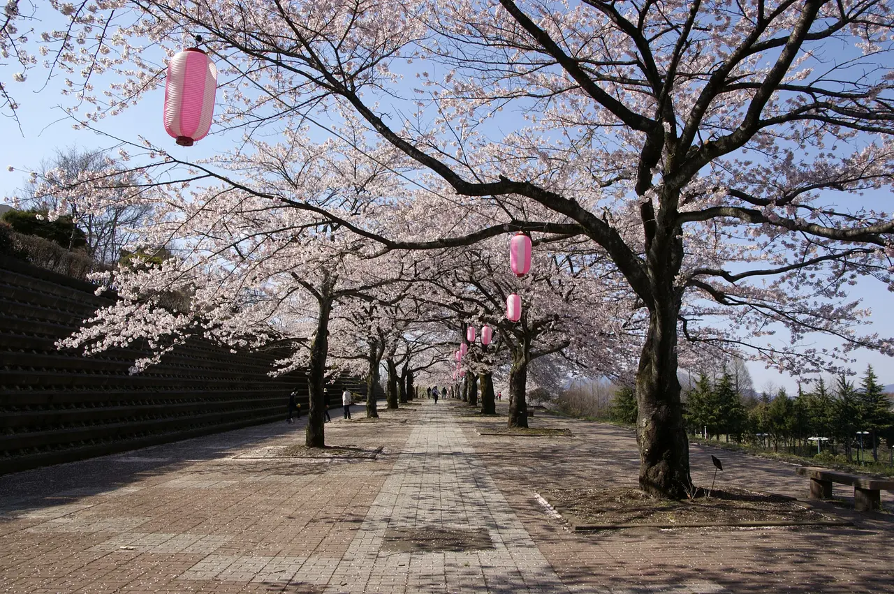 渋川市総合公園　桜（渋川市）