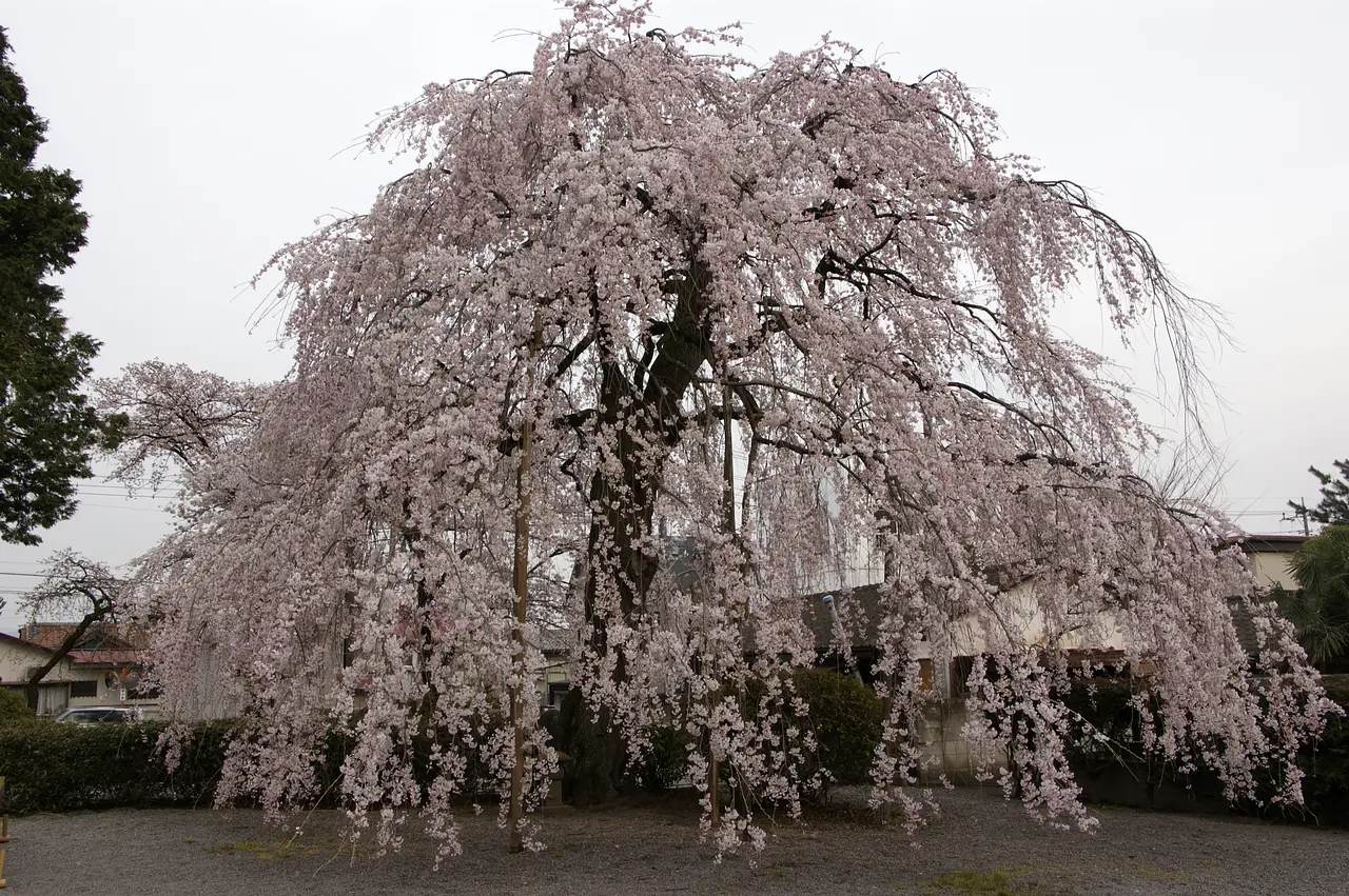 真光寺のしだれ桜（渋川市）