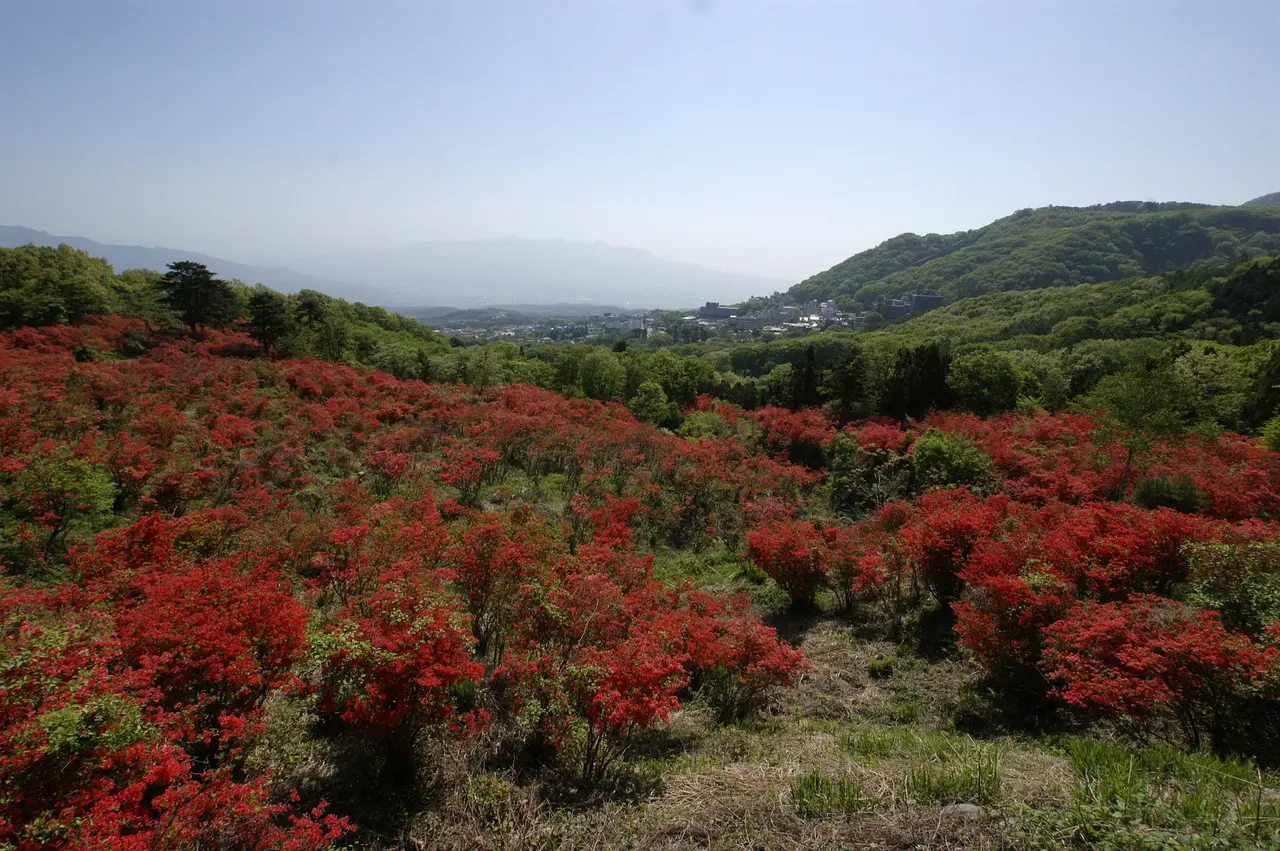 長峰公園　ツツジ（1）（渋川市）