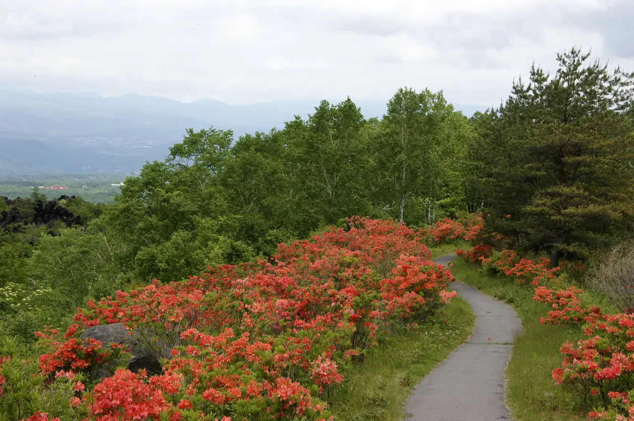 長野原町営浅間園　ヴォルケーノウォーク（自然遊歩道）レンゲツツジ（長野原町）