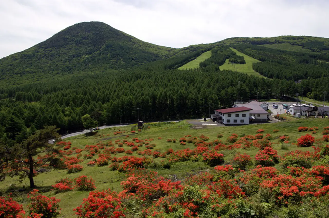 湯ノ丸高原のレンゲツツジ（1）（嬬恋村）