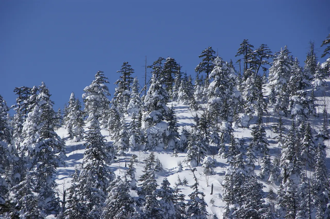 草津白根山（本白根山）樹氷（2）（草津町）