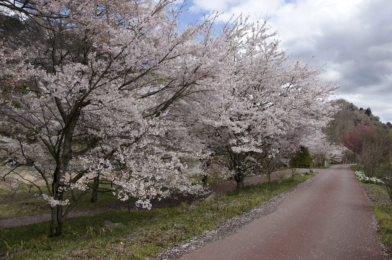 吾妻川自然遊歩道　桜（東吾妻町）