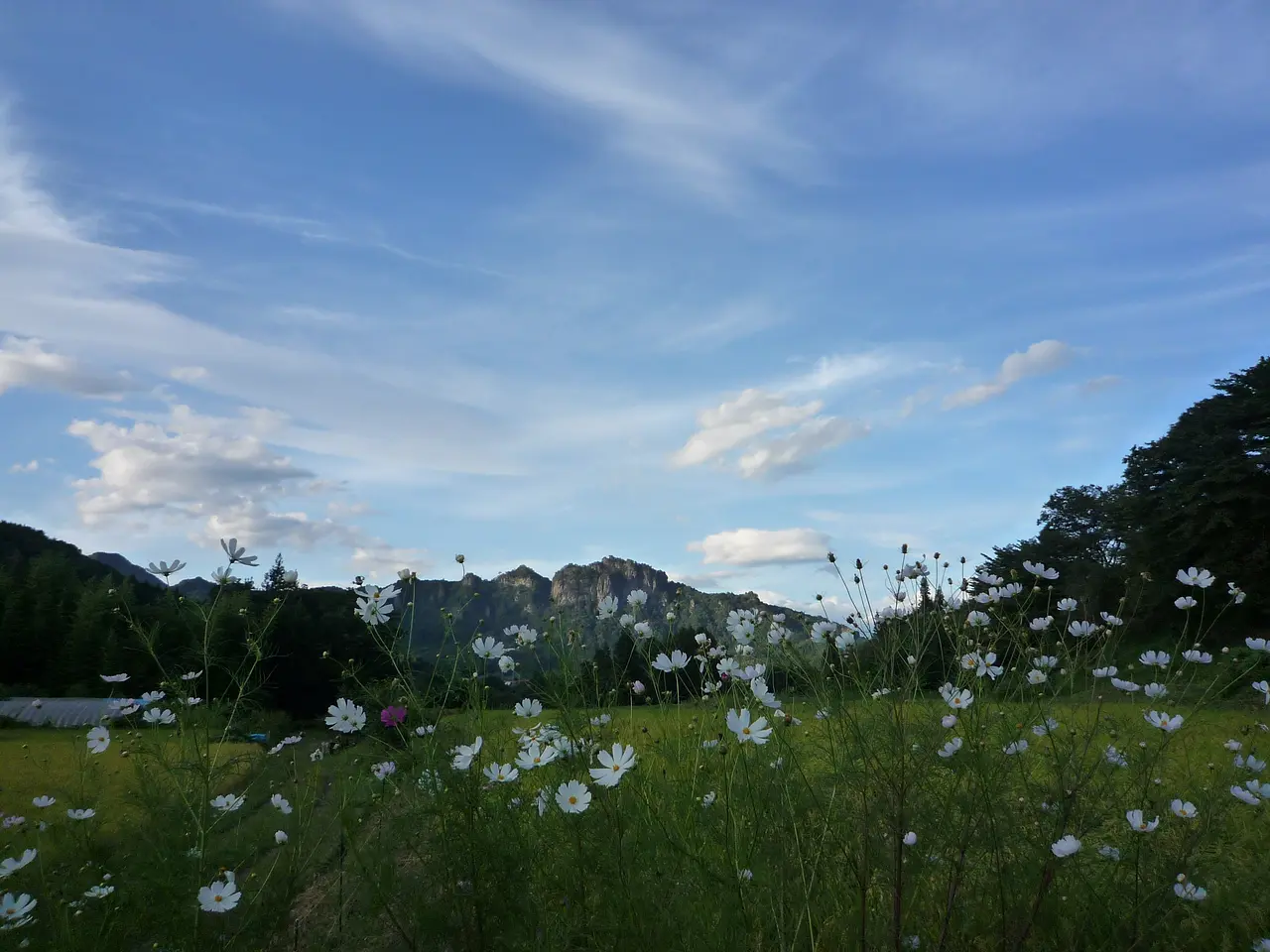 岩櫃山とコスモス（東吾妻町）