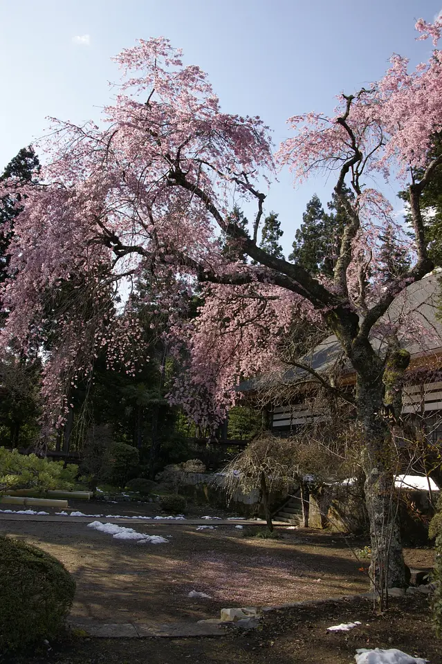 応永寺　桜（東吾妻町）