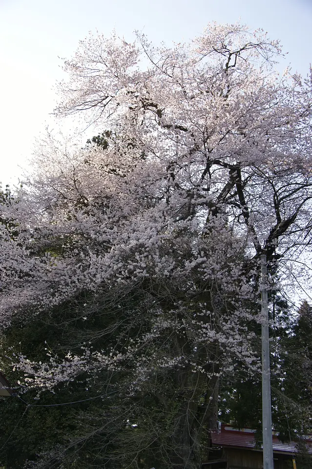 川戸神社のお蒔桜（東吾妻町）