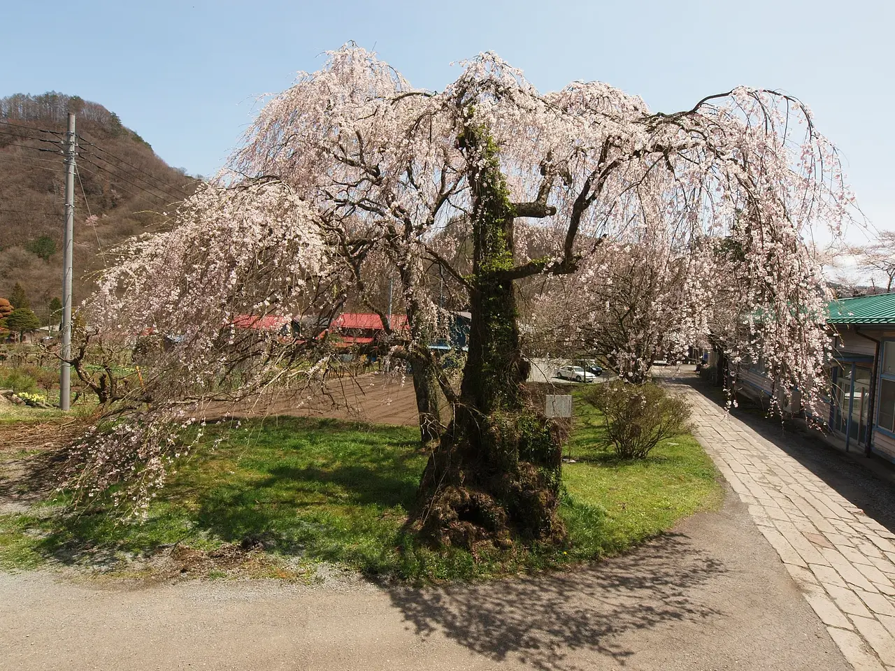 大運寺　しだれ桜（東吾妻町）