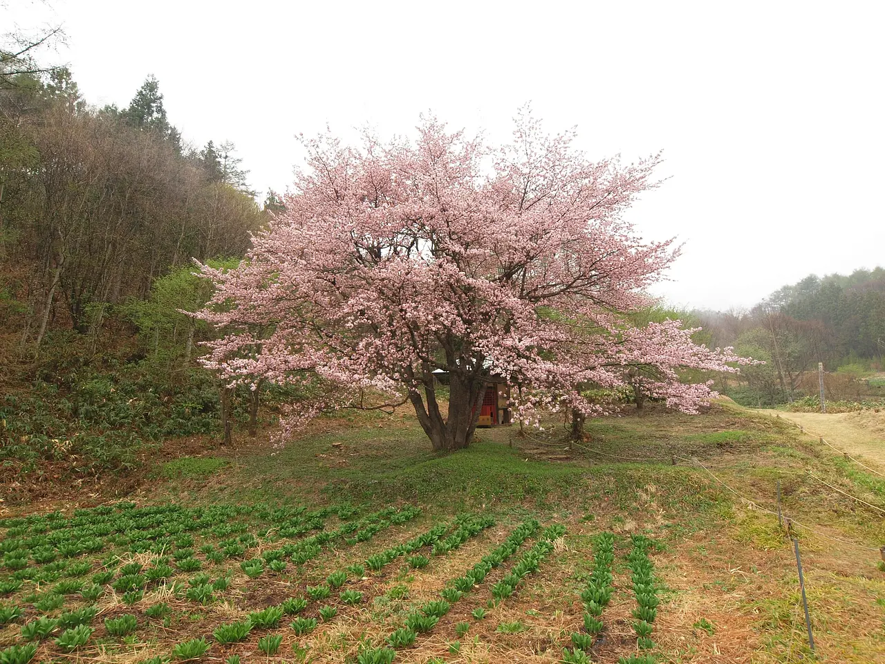 オキノ桜（片品村）