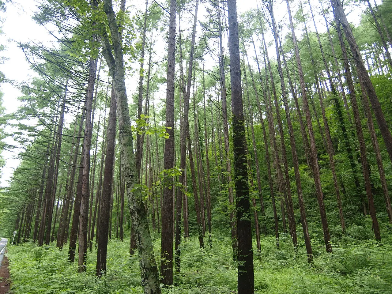 尾瀬　大清水カラ松林（片品村）